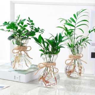 廈門辦公室綠植養(yǎng)護(hù)有什么技巧?